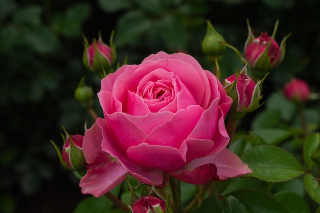 Rose rose unique avec des feuilles sur fond vert. Fleur parfaite. Photo de haute qualité