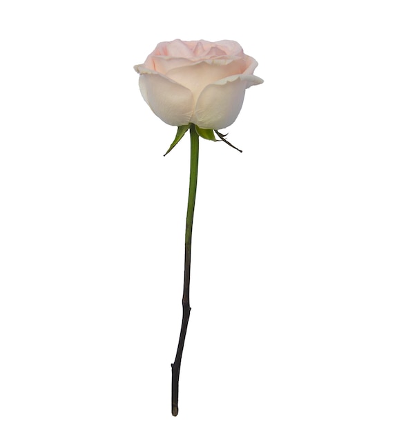 rose rose unique fond isolé