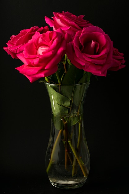 Rose rose vif, avec un gros bourgeon, fleurissant