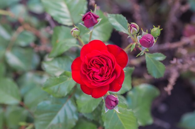 Rose rouge au naturel