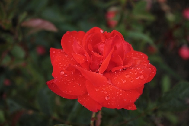 La rose rouge baigne dans la rosée du matin