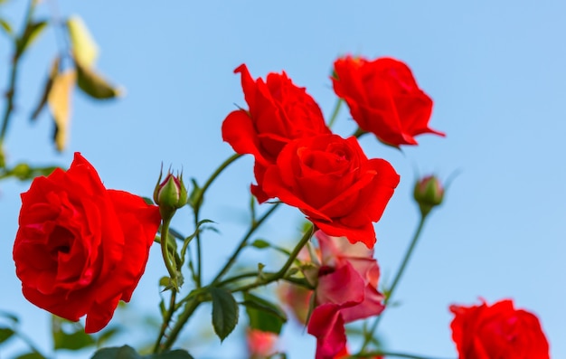 Rose rouge, belle nature