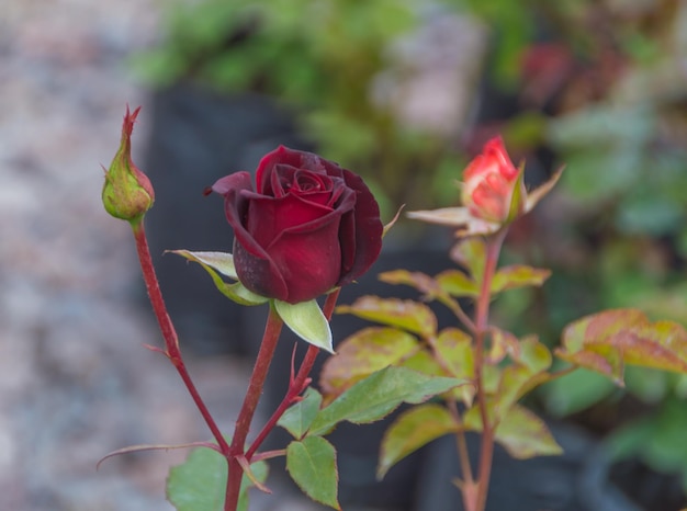 Rose rouge avec bourgeon sur tige.