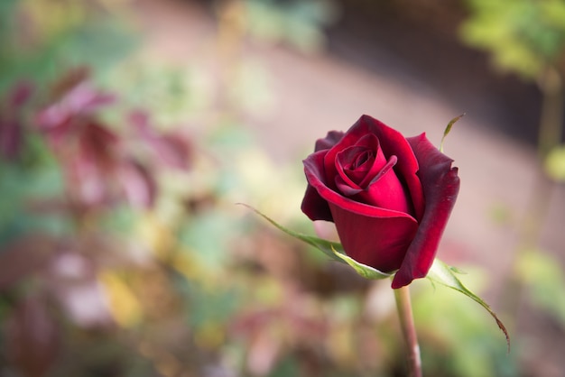 Rose rouge avec des bourgeons et fond de buisson vert