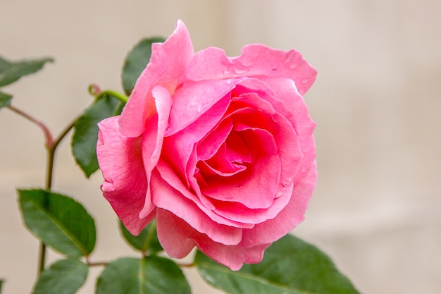 Rose rouge brésilienne