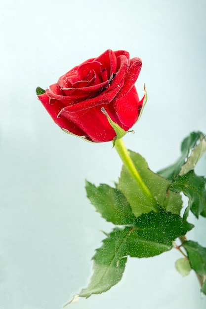 Rose rouge dans des bulles d'air dans la mise au point sélective de l'eau