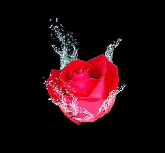 Rose rouge dans l'eau sur fond noir