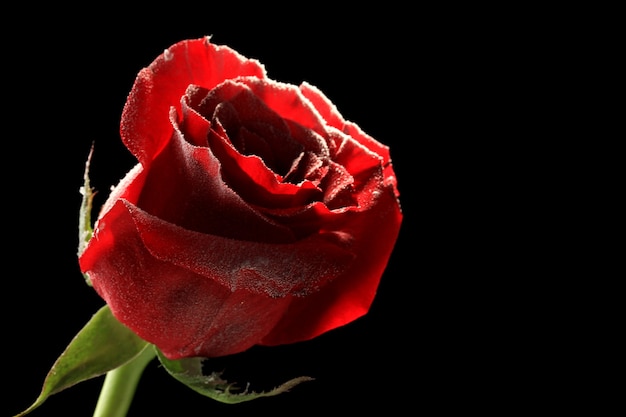 Rose rouge dans la glace, isolée sur fond noir