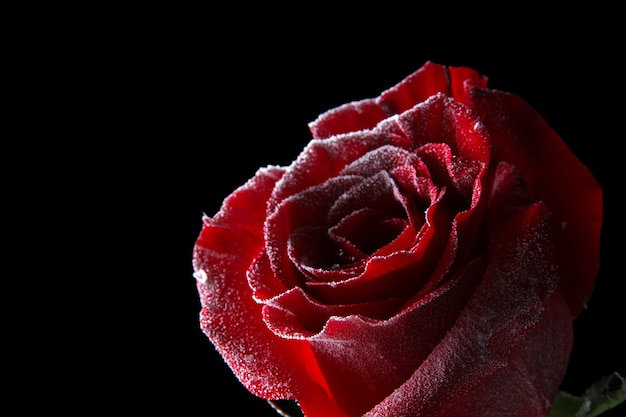 Rose rouge dans la glace, isolée sur fond noir