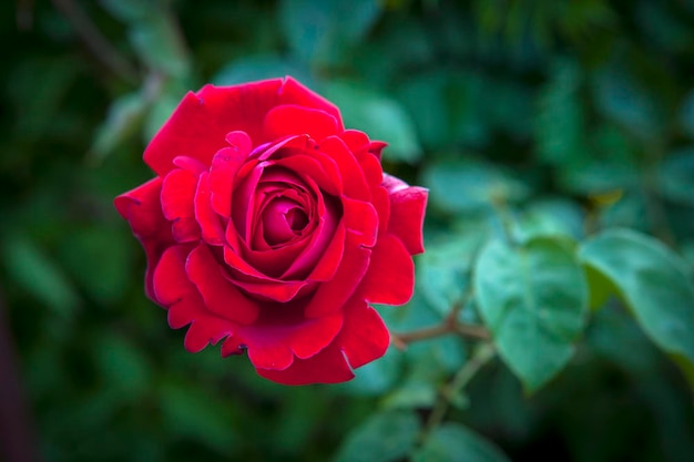 Rose rouge dans un gros plan de jardin fleuri