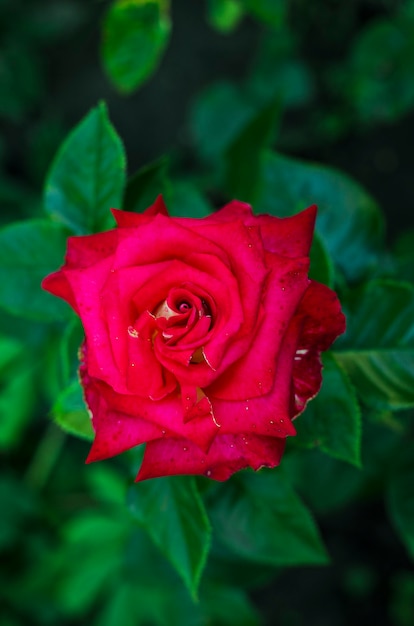 Rose rouge dans le jardin l'après-midi se bouchent