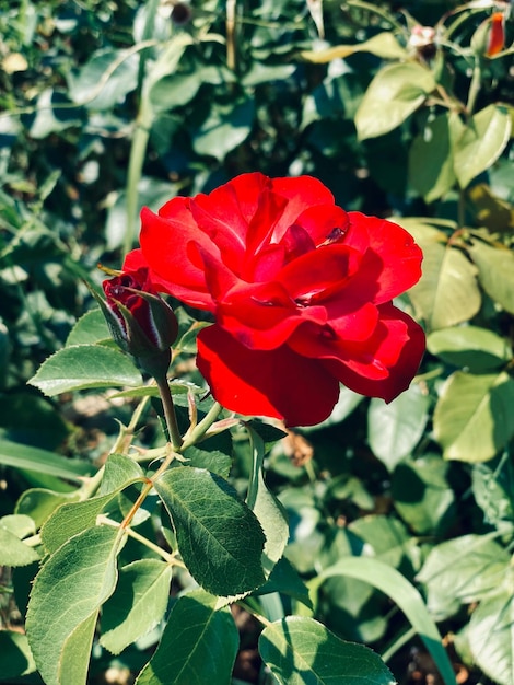 Rose rouge dans le jardin Mise au point sélective