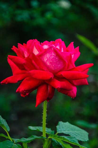 Rose rouge dans le jardin par une journée d'été ensoleillée