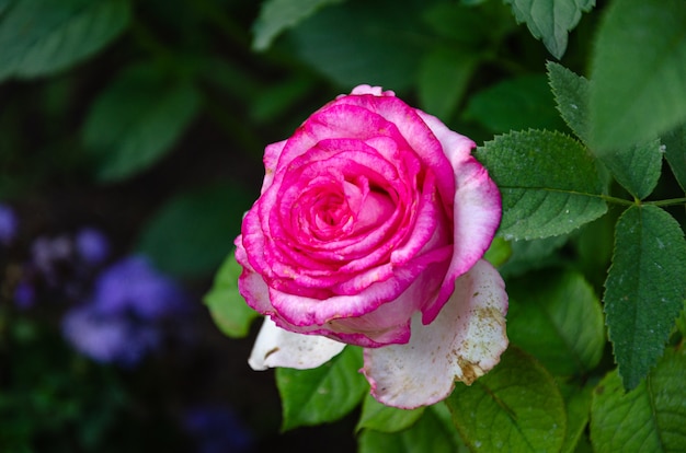 Rose rouge dans le jardin par une journée d'été ensoleillée