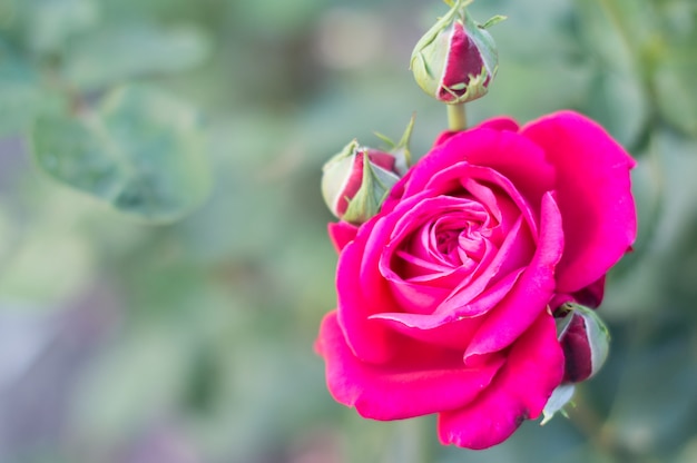 Rose rouge dans le jardin