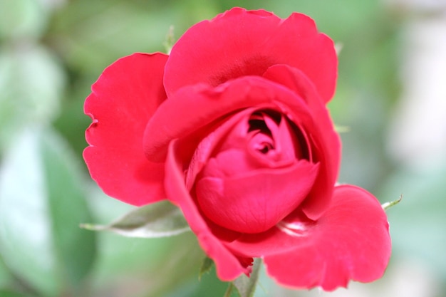 Une rose rouge dans le jardin