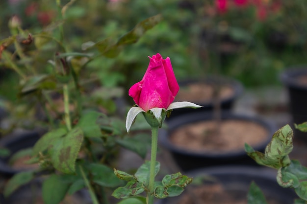 Rose rouge dans le jardin