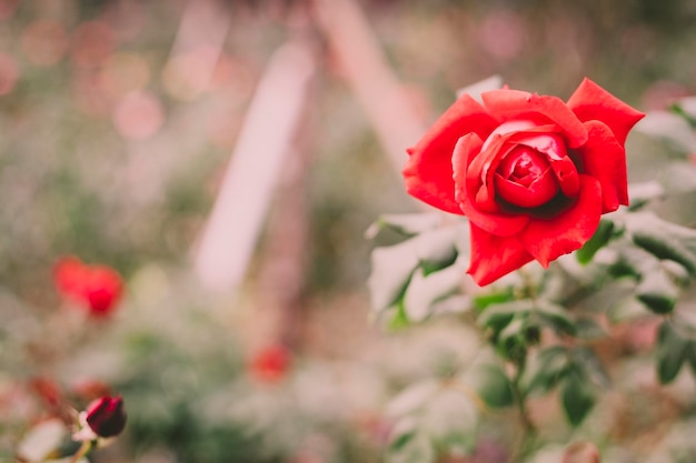 Rose rouge dans le jardin