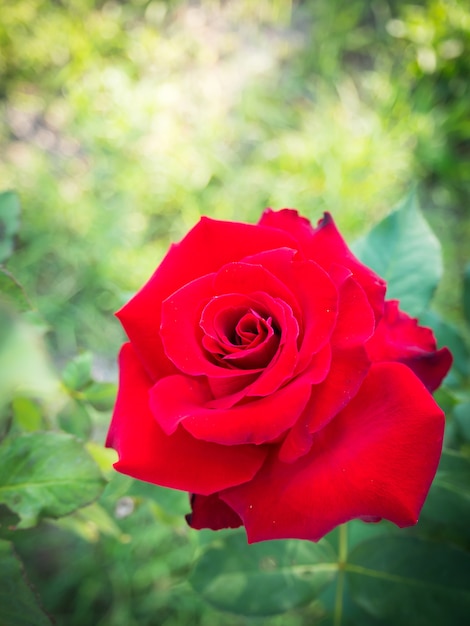 Rose rouge dans un jardin.