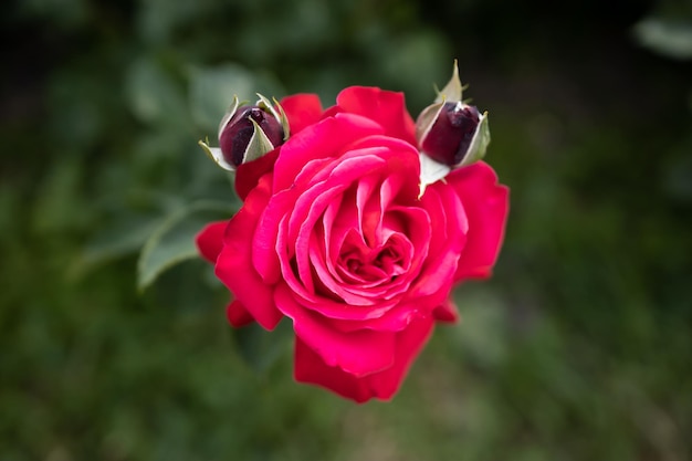 Une rose rouge dans un jardin