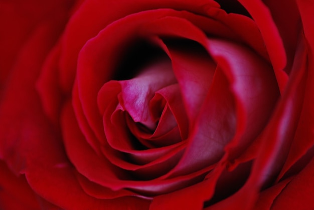 Rose rouge dans les moindres détails