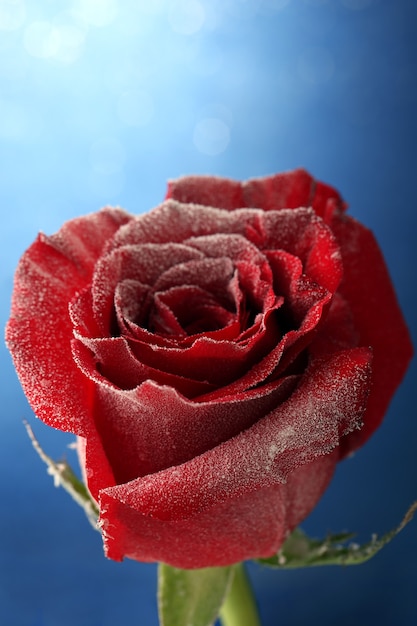 Rose rouge dans la neige