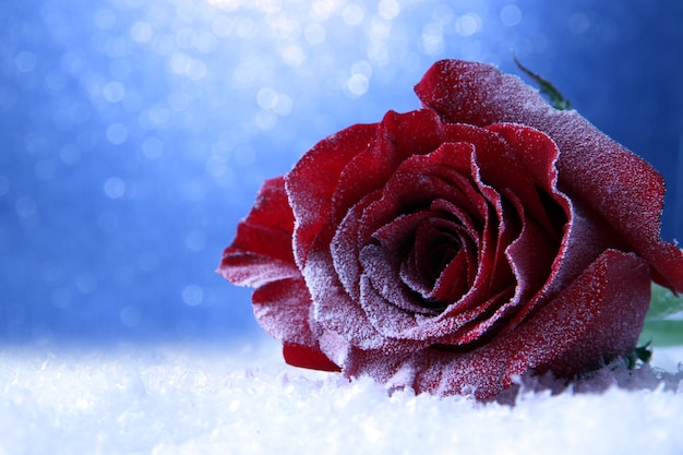 Rose rouge dans la neige