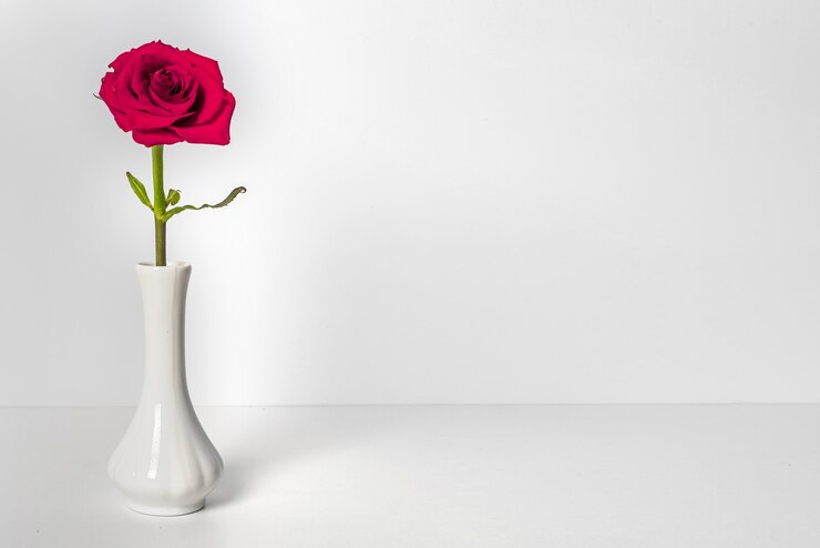 Une rose rouge dans un vase blanc délicat sur fond blanc