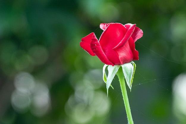 Photo la rose rouge du matin en haute définition