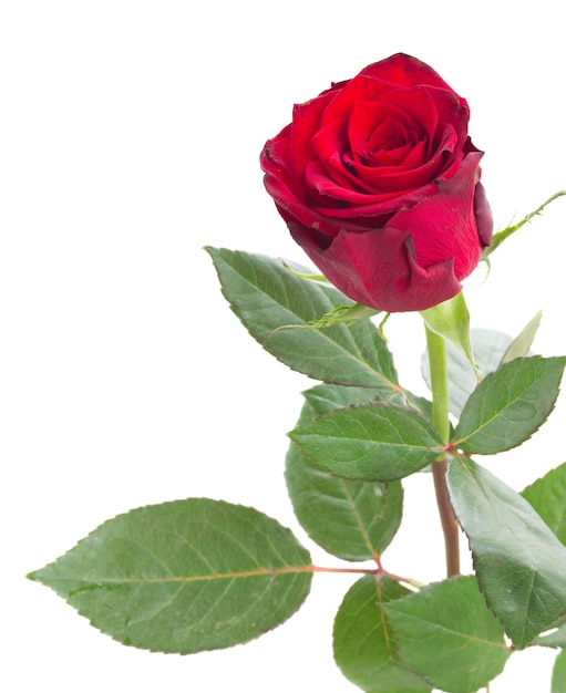 Une rose rouge écarlate isolé sur fond blanc