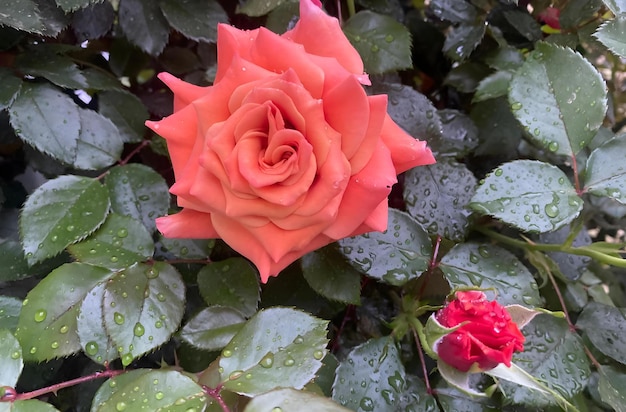 Une rose rouge élégante en pleine floraison capturant la beauté intemporelle de la nature