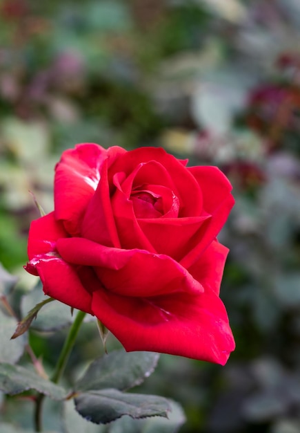 Rose rouge entièrement fleurie gros plan sur une branche à l'intérieur du jardin