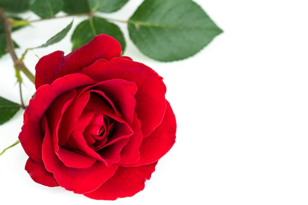 Une rose rouge épanouie