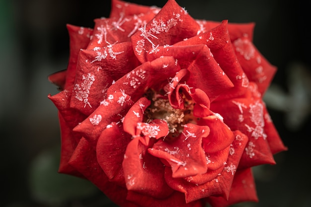 La rose rouge est couverte de givre un matin glacial.