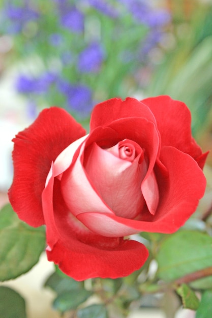 Une rose rouge est devant un fond vert.