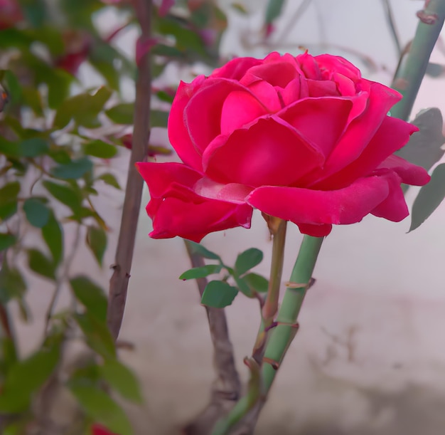 Une rose rouge est devant une plante verte.