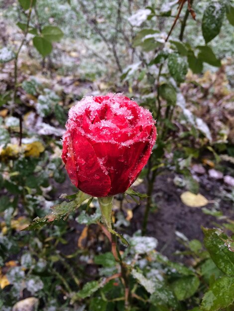 Une rose rouge est recouverte de neige et de gouttes d'humidité. Feuilles vertes sous la neige sur le dos flou