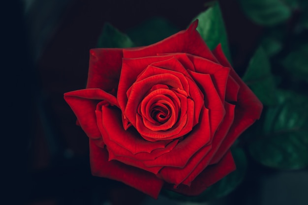 Rose rouge à l'état sauvage. Fond de texture de fleur