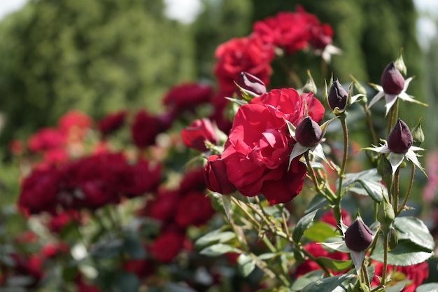 Photo une rose rouge en fleurs et des bourgeons non ouverts une rose de thé par un jour ensoleillé