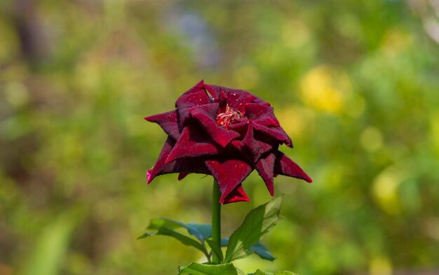 Rose rouge foncé avec arrière-plan flou sur une mise au point peu profonde