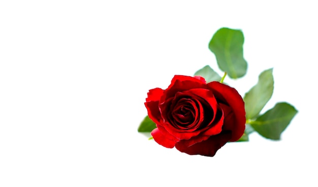 Rose rouge sur fond blanc. Une belle fleur romantique, symbole de l'amour. Espace pour votre texte.