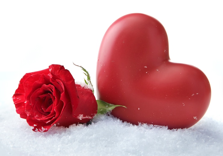 Photo rose rouge sur fond de neige