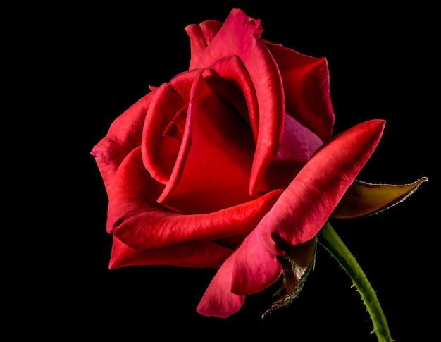 Une rose rouge avec un fond noir et un fond noir