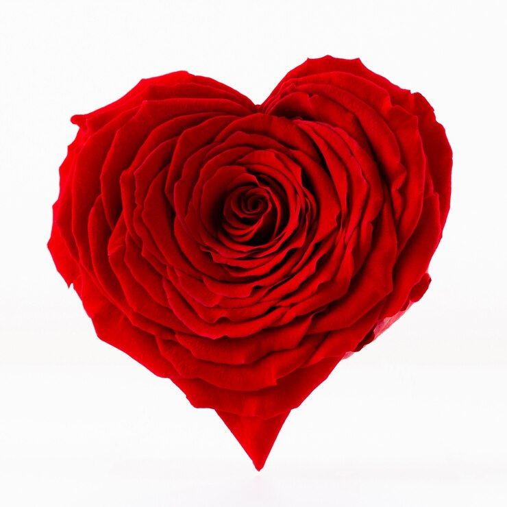 Rose rouge en forme de coeur isolé sur le fond blanc.
