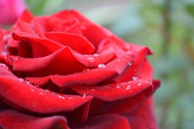 Une rose rouge avec des gouttelettes d'eau dessus