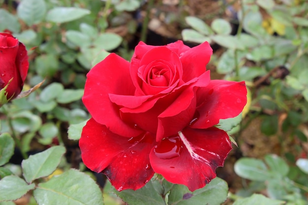 rose rouge avec des gouttes dans le jardin