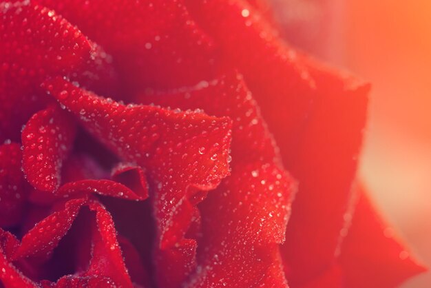 Rose rouge avec des gouttes d'eau ensoleillé close up