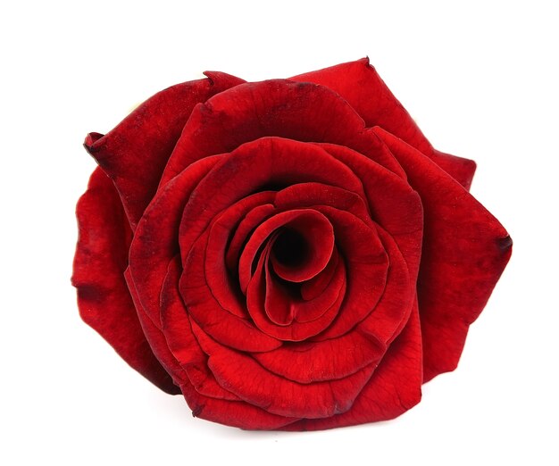 Rose rouge isolé sur fond blanc