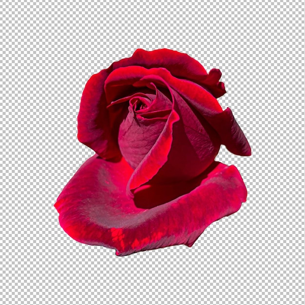 Rose rouge isolée sur fond png pour le concept romantique de la Saint-Valentin