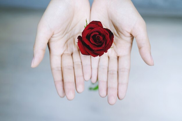 Rose rouge le jour de la valétine